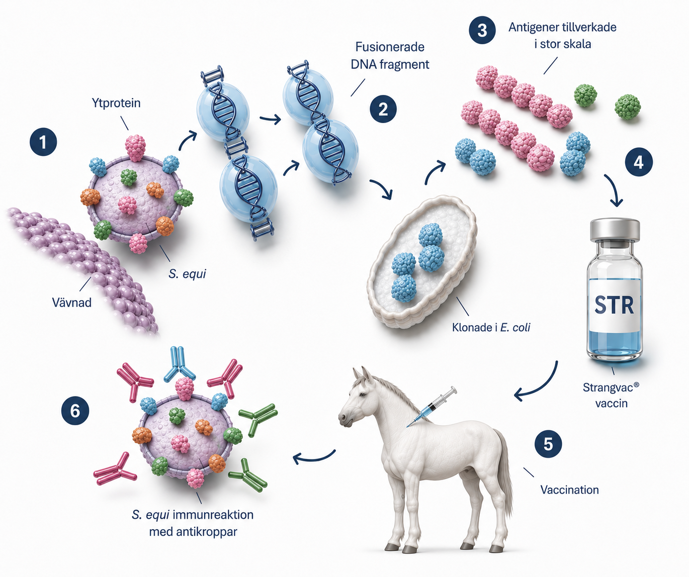 Hur vaccination fungerar ny ny Schematisk illustration av Intervaccs teknikplattform