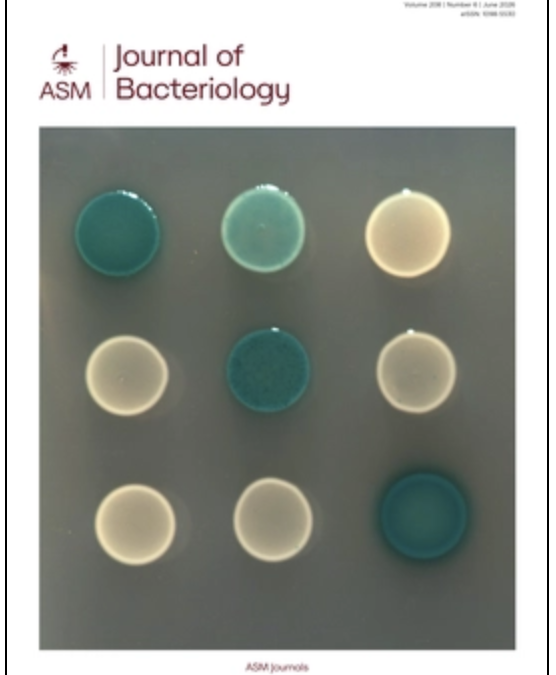 Functional Insights into the High-Molecular-Mass Penicillin-Binding Proteins of Streptococcus agalactiae Revealed by Gene Deletion and Transposon Mutagenesis Analysis