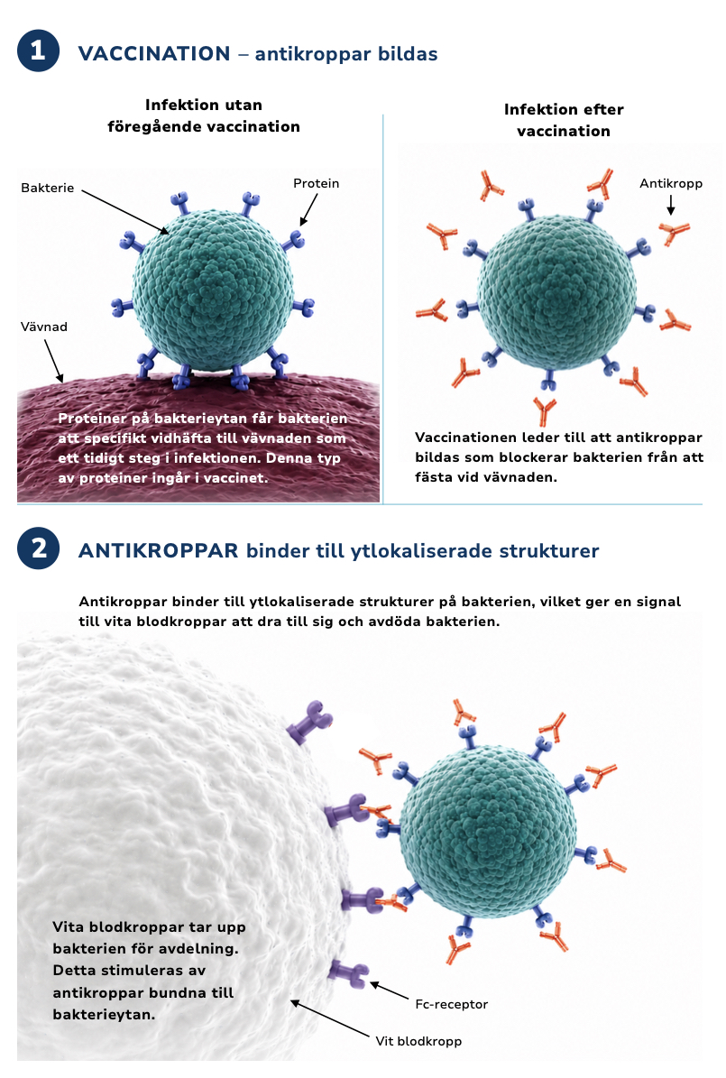 Teknologin vaccin Sv_utanram En illustration om hur vaccinet fungerar
